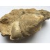 Rhynchostreon sublaevigatus Rhynchostreon sublaevigatus